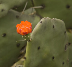 Opuntia quimilo