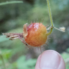 Ribes menziesii