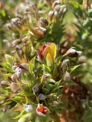 Aspalathus cordata