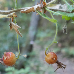 Ribes menziesii
