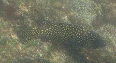 Oplegnathus insignis