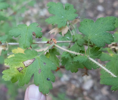 Ribes menziesii