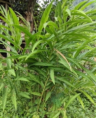 Alpinia galanga