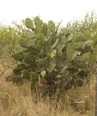 Opuntia quimilo