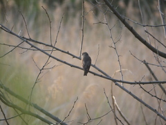 Muscicapa griseisticta