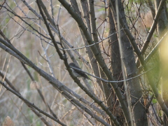 Muscicapa griseisticta