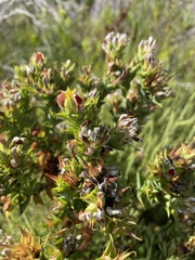 Aspalathus cordata