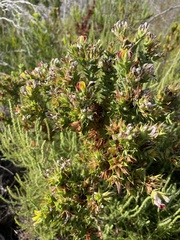 Aspalathus cordata
