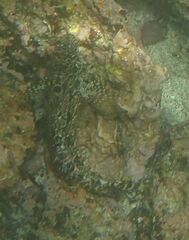 Gobioclinus dendriticus