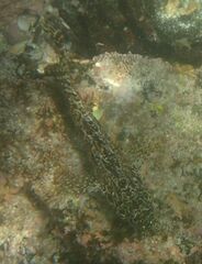 Gobioclinus dendriticus