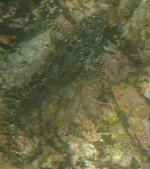 Gobioclinus dendriticus