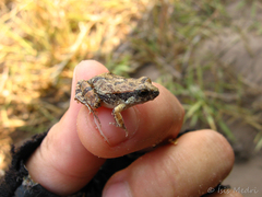 Physalaemus biligonigerus