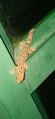 Hemidactylus parvimaculatus