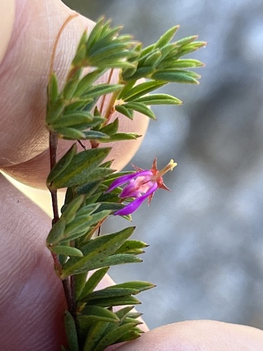 Image of Indigofera sarmentosa by (c) Charleen Brunke, some rights reserved (CC BY)