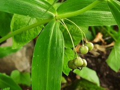 Polygonatum verticillatum