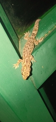 Hemidactylus parvimaculatus