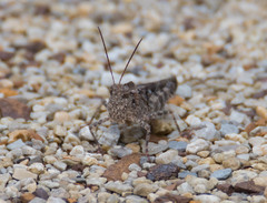 Spharagemon cristatum