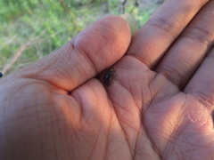 Glischrochilus japonius