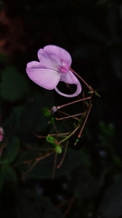 Impatiens maculata