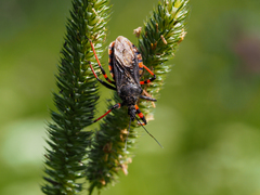 Rhynocoris annulatus