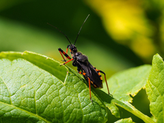 Rhynocoris annulatus