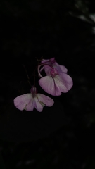 Impatiens maculata