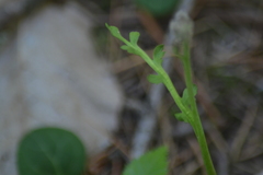 Botrychium acuminatum