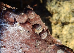 Xerotricha conspurcata