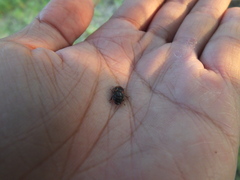 Glischrochilus japonius