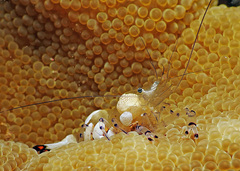 Ancylocaris brevicarpalis