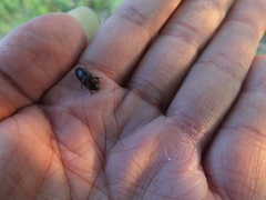 Glischrochilus japonius