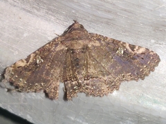 Ophiusini