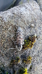 Phigalia pilosaria