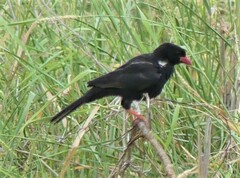 Bubalornis niger