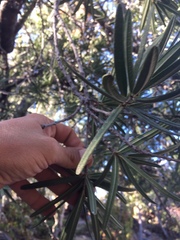 Forchhammeria watsonii