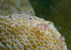 Ancylomenes holthuisi