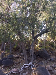 Forchhammeria watsonii