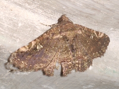 Ophiusini