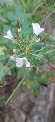 Cleome gynandra