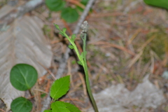 Botrychium acuminatum