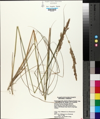 Calamagrostis inexpansa