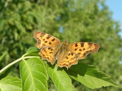 Polygonia c-album