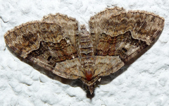 Xanthorhoe quadrifasiata