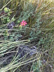 Crassula coccinea
