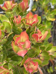 Leucadendron strobilinum