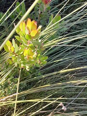 Leucadendron strobilinum