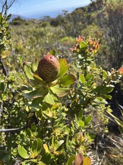 Leucadendron strobilinum