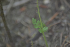 Botrychium michiganense