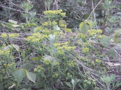Euphorbia pekinensis