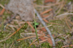 Botrychium pallidum